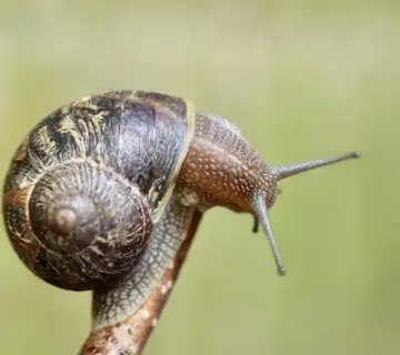 5 fejl ved placering af udeføler til varmeanlæg
