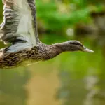 Hjælp til Forbund krydsord