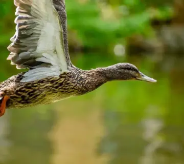 Hjælp til Forbund krydsord