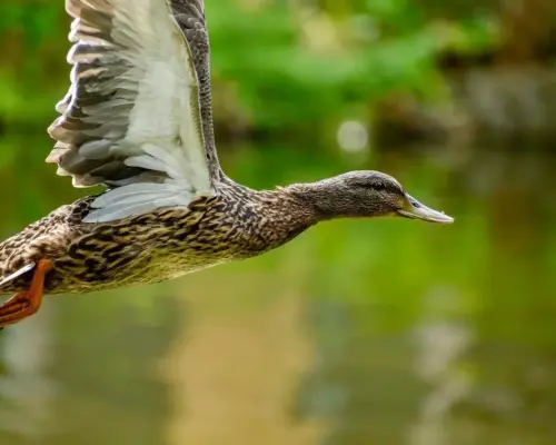 Hjælp til Forbund krydsord