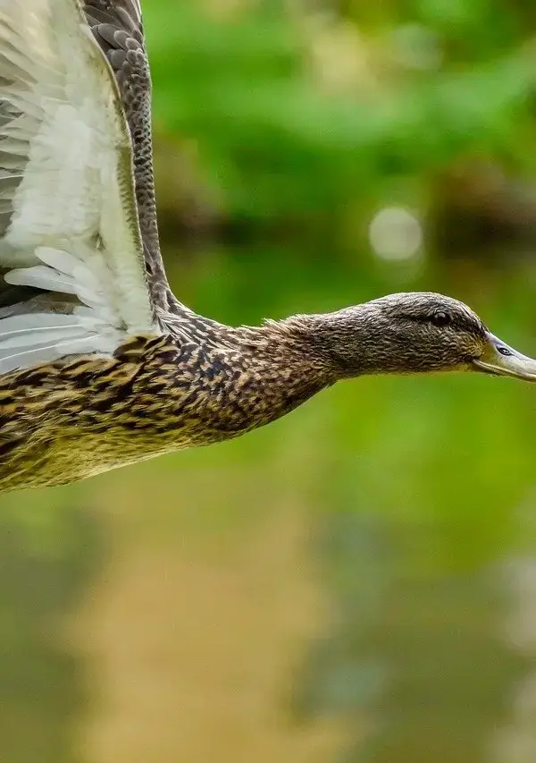 Hjælp til Forbund krydsord