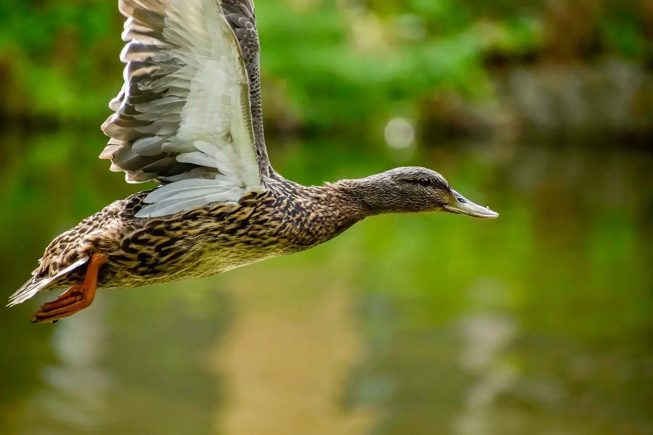 Hjælp til Forbund krydsord