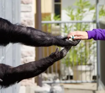 Hvad er en andelsbolig? Alt du bør vide om fordele, faldgruber og køb
