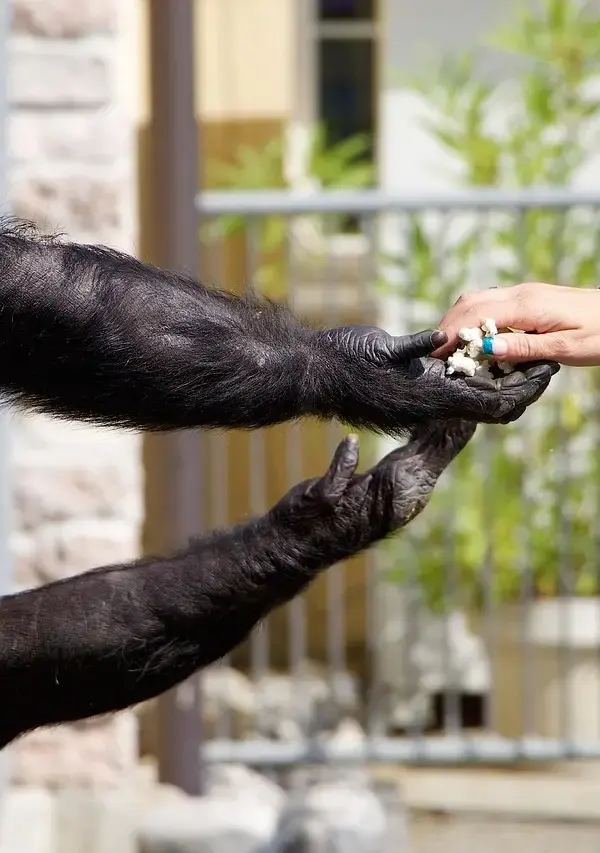 Hvad er en andelsbolig? Alt du bør vide om fordele, faldgruber og køb