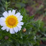 Hvad er en bypass operation?   Alt du skal vide om hjertekirurgi, risiko og genopretning