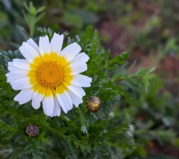 Hvad er en bypass operation?   Alt du skal vide om hjertekirurgi, risiko og genopretning