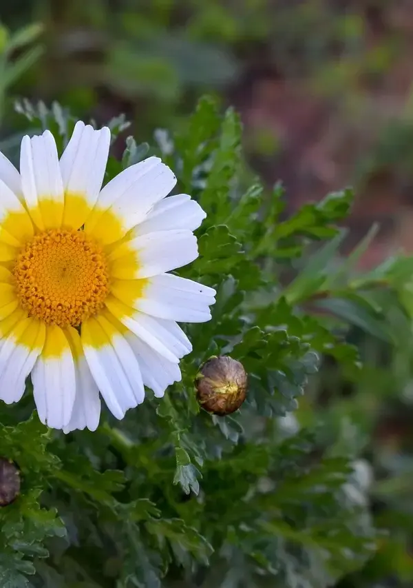 Hvad er en bypass operation?   Alt du skal vide om hjertekirurgi, risiko og genopretning