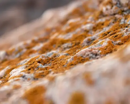 Hvad gør skimmelsvamp ved kroppen? Få styr på symptomer, skjulte risici og effektiv forebyggelse Hvad gør skimmelsvamp ved kroppen? Få styr på symptomer, skjulte risici og effektiv forebyggelse