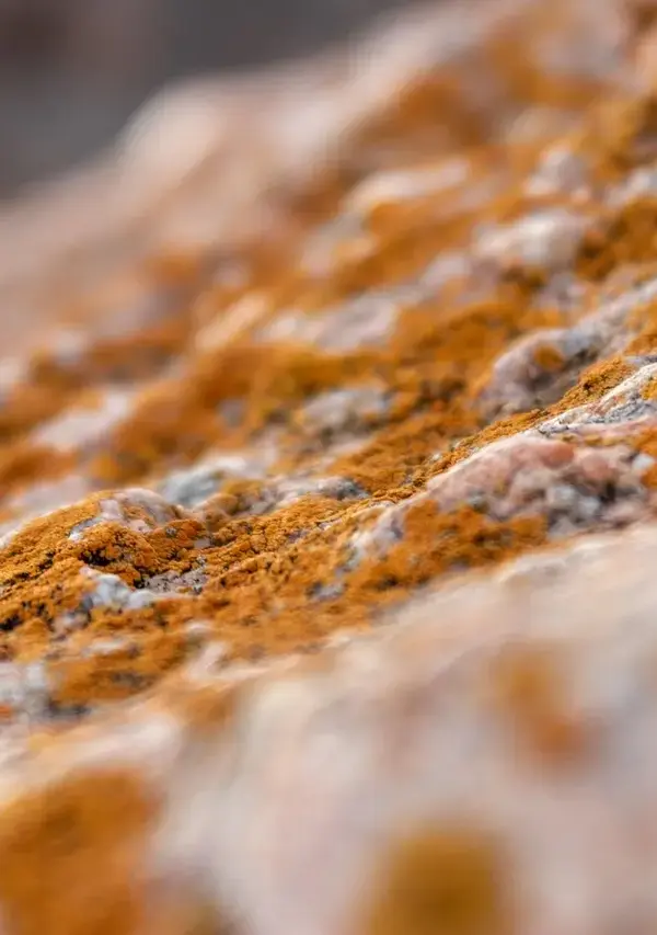 Hvad gør skimmelsvamp ved kroppen? Få styr på symptomer, skjulte risici og effektiv forebyggelse