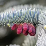 Krydsord ordliste for Gran