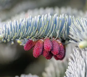 Krydsord ordliste for Gran