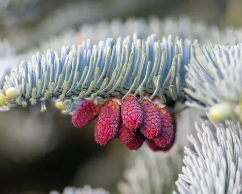 Krydsord ordliste for Gran