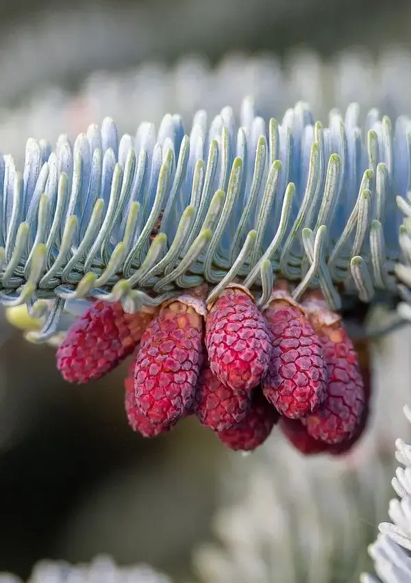 Krydsord ordliste for Gran