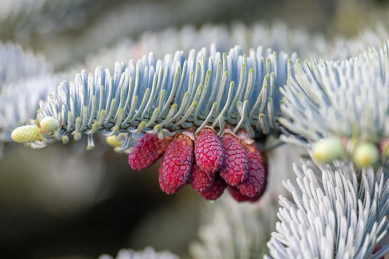 Krydsord ordliste for Gran