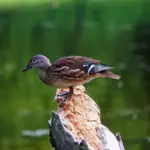 Krydsord ordliste til Overskrift