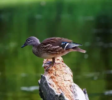 Krydsord ordliste til Overskrift