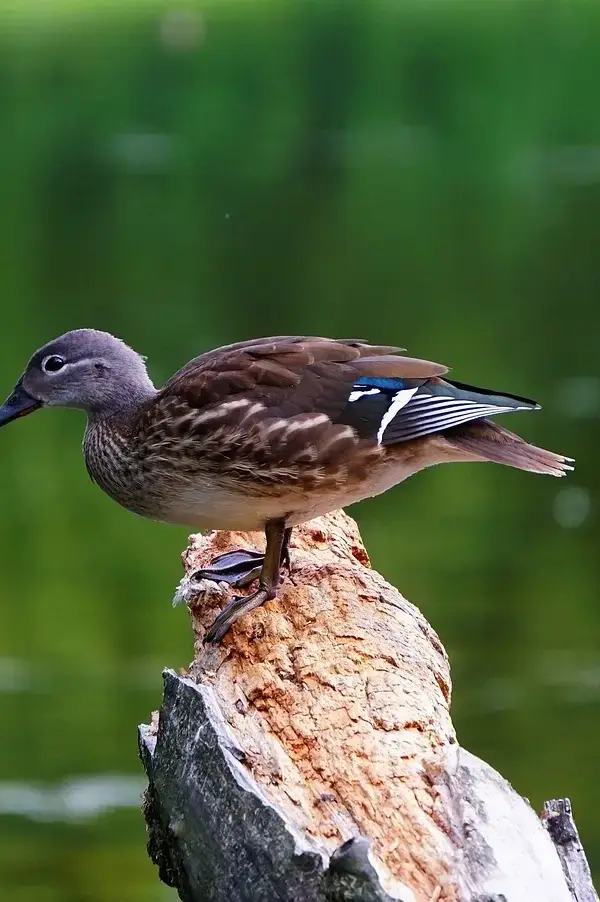 Krydsord ordliste til Overskrift