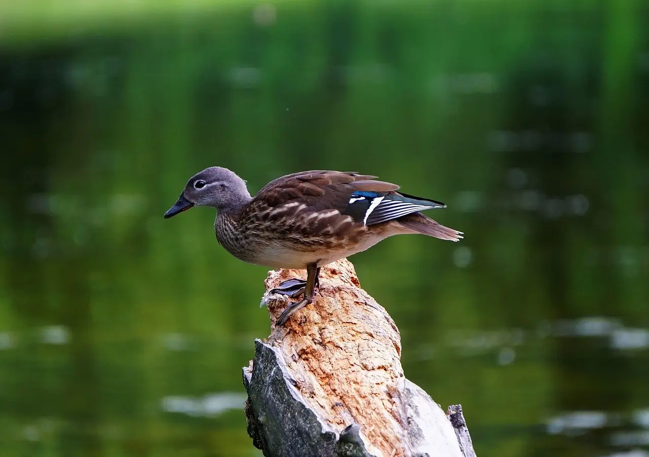 Krydsord ordliste til Overskrift