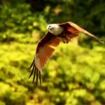 Medvirkende i Black Hawk Down