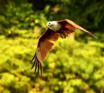 Medvirkende i Black Hawk Down