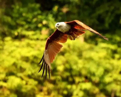 Medvirkende i Black Hawk Down Medvirkende i Black Hawk Down