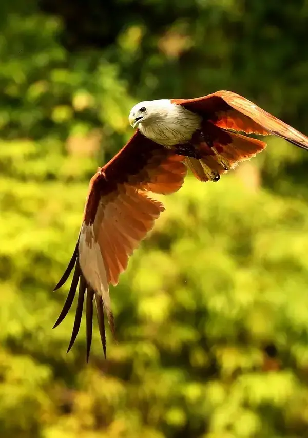 Medvirkende i Black Hawk Down