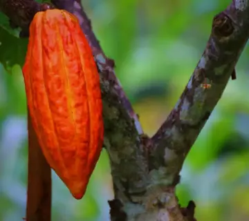 Medvirkende i Doggystyle