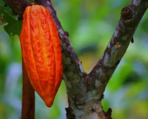 Medvirkende i Doggystyle Medvirkende i Doggystyle