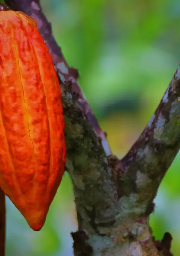 Medvirkende i Doggystyle