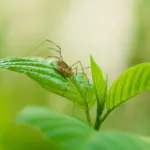 Medvirkende i Julehjertets Hemmelighed