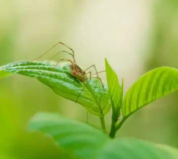 Medvirkende i Julehjertets Hemmelighed