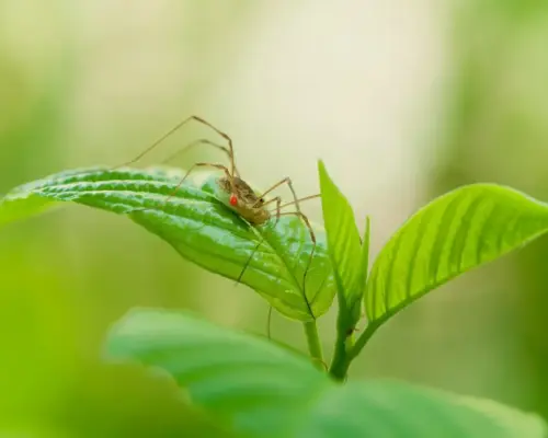 Medvirkende i Julehjertets Hemmelighed