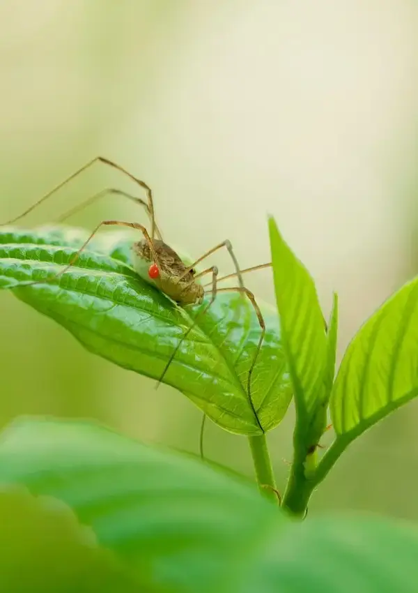 Medvirkende i Julehjertets Hemmelighed