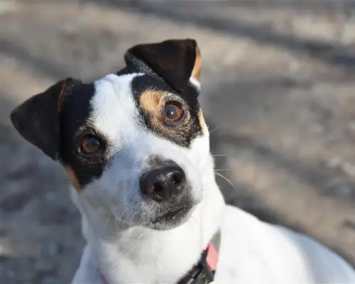 Medvirkende i Reacher