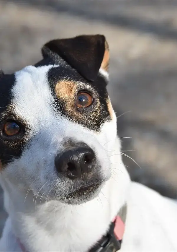 Medvirkende i Reacher